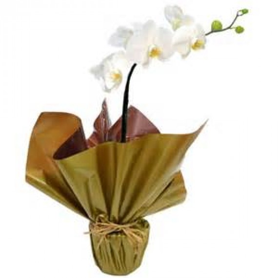 Orquidea Branca